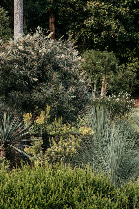 Mixed Australian native planting