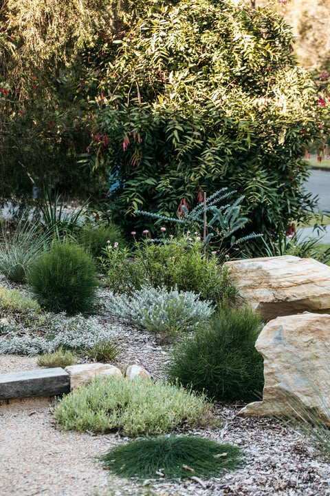 Australian coastal garden with large boulders and mixed native plants and flowers