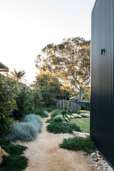 Large narrow screening trees that aren't bamboo. Deco gravel pathway leading through a garden with greenery and Sydney architectural home.